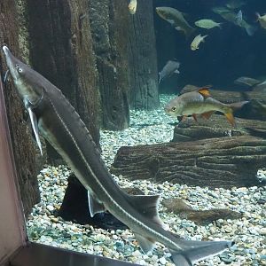 Sterlet (Acipenser ruthenus) and Roach (Rutilus rutilus), 2023-07-02