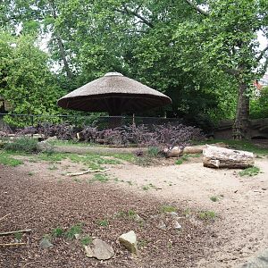 Sulawesi babirusa (Babyrousa celebensis), 2023-07-02