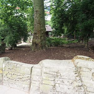 Sulawesi babirusa (Babyrousa celebensis), 2023-07-02