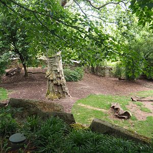 Sulawesi babirusa (Babyrousa celebensis), 2023-07-02