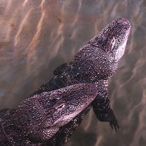 American alligators (Alligator mississippiensis), 2023-07-02