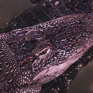 American alligator (Alligator mississippiensis), 2023-07-02