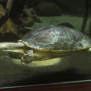 Branderhorst´s snapping turtle (Elseya branderhorsti), 2023-07-02