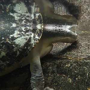 Branderhorst´s snapping turtle (Elseya branderhorsti), 2023-07-02