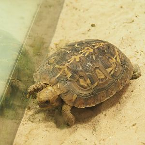 Juvenile Pancake tortoise (Malacochersus tornieri), 2023-07-02