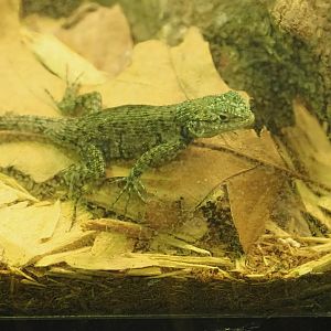 Juvenile Guatemalan emerald spiny lizard (Sceloporus taeniocnemis), 2023-07-02