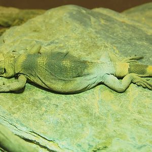 Common chuckwalla (Sauromalus ater), 2023-07-02