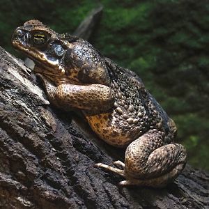 Cane toad (Rhinella marina), 2023-07-02
