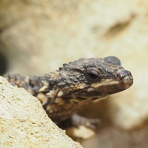 Zoutpansberg girdled lizard (Smaug depressus), 2023-07-02