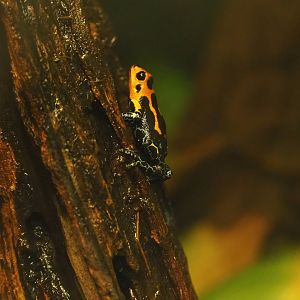 Jeberos Mimic poison frog (Ranitomeya imitator 'Jeberos'), 2023-07-02