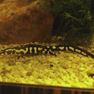 Kaiser's spotted newt (Neurergus kaiseri), 2023-07-02