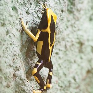Dyeing dart frog (Dendrobates tinctorius), 2023-07-02