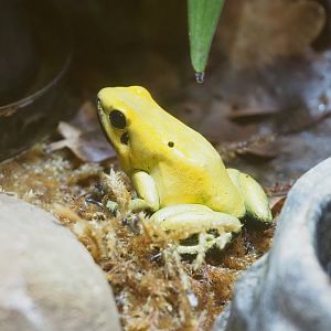 Golden poison frog (Phyllobates terribilis), 2023-07-02