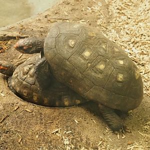 Red-footed tortoises (Chelonoidis carbonarius), 2023-07-02