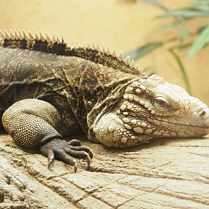Cuban iguana (Cyclura nubila nubila), 2023-07-02