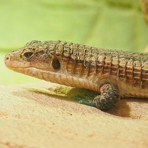 Sudan plated lizard (Broadleysaurus major), 2023-07-02