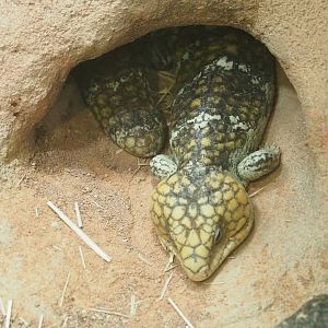 Western Shingleback (Tiliqua rugosa rugosa), 2023-07-02