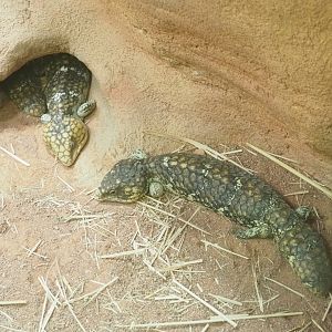 Western Shinglebacks (Tiliqua rugosa rugosa), 2023-07-02