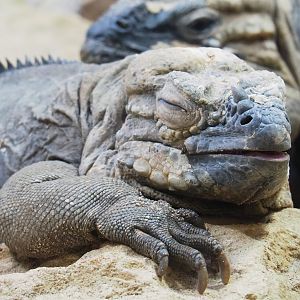 Hispaniolan rhinoceros iguana (Cyclura cornuta cornuta), 2023-07-02