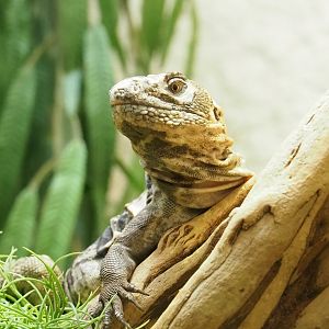 Motagua spiny-tailed iguana (Ctenosaura palearis), 2023-07-02