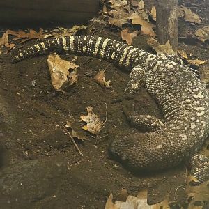 Rio Fuerte beaded lizard (Heloderma horridum exasperatum), 2023-07-02