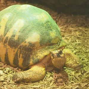 Radiated tortoise (Astrochelys radiata), 2023-07-02