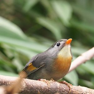 Red-billed Leiothrix (Leiothrix lutea), 2023-07-02