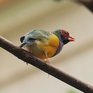 Gouldian finch (Chloebia gouldiae), 2023-07-02