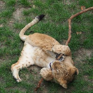 Young African lion (Panthera leo) playing with branch, 2023-07-02