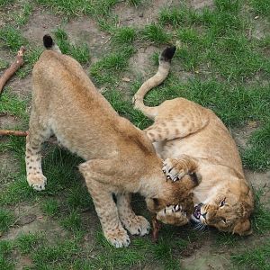 Young African lions (Panthera leo) playing, 2023-07-02