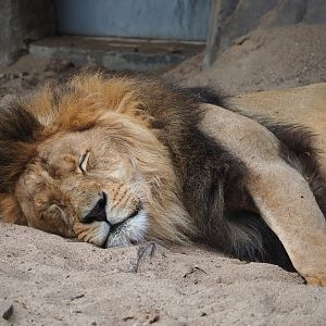 African lion (Panthera leo), 2023-07-02