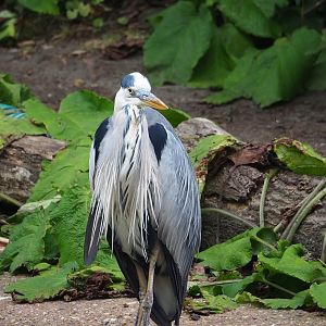 Wild Grey heron (Ardea cinerea), 2023-07-02