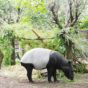 Combined shelter and feeding area for Malayan tapirs, 2023-07-02