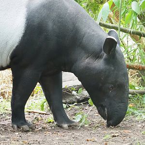 Malayan tapir (Tapirus indicus), 2023-07-02