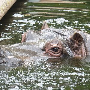 Hippopotamus Hermien (Hippopotamus amphibius), 2023-07-02