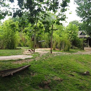 Mountain bongo and Kirk's dik-dik exhibit, 2023-07-02