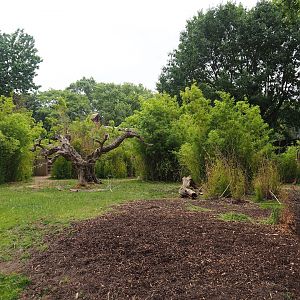 Mountain bongo and Kirk's dik-dik exhibit, 2023-07-02