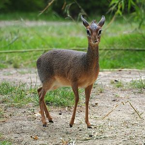 Kirk's dik-dik (Madoqua kirkii), 2023-07-02