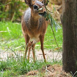 Kirk's dik-dik (Madoqua kirkii), 2023-07-02