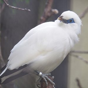 Bali myna (Leucopsar rothschildi), 2023-07-02