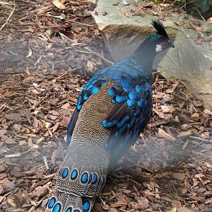 Palawan peacock-pheasant (Polyplectron napoleonis), 2023-07-02