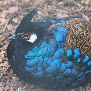 Palawan peacock-pheasant (Polyplectron napoleonis), 2023-07-02