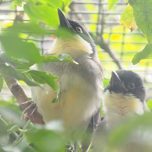 Blue-crowned laughingthrushes (Pterorhinus courtoisi), 2023-07-02