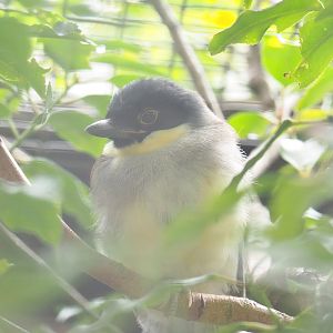 Blue-crowned laughingthrush (Pterorhinus courtoisi), 2023-07-02