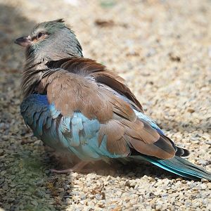 European roller (Coracias garrulus), 2023-07-02