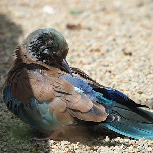 European roller (Coracias garrulus), 2023-07-02
