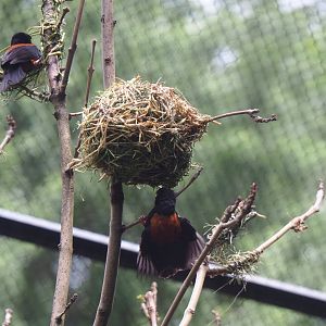 Chestnut-and-black weaver (Ploceus nigerrimus castaneofuscus) making nests, 2023-07-02