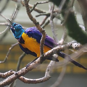 Golden-breasted starling (Lamprotornis regius), 2023-07-02