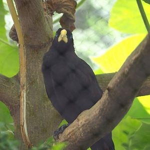 Crested oropendola (Psarocolius decumanus), 2023-07-02