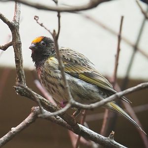 Red-fronted serin (Serinus pusillus), 2023-07-02